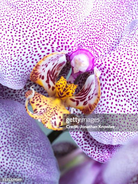 close up spotted orchid - stamen stock pictures, royalty-free photos & images