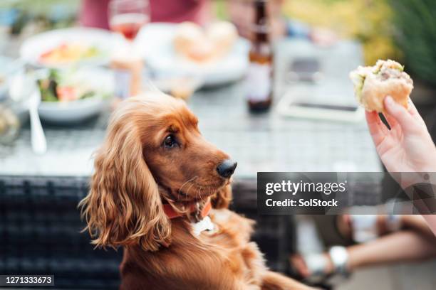 can i have some? - spaniel stock pictures, royalty-free photos & images
