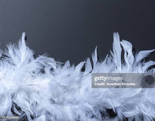 white feathers - boa bildbanksfoton och bilder