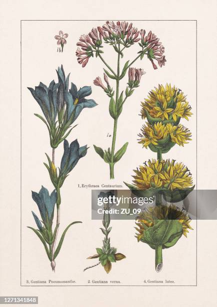 illustrazioni stock, clip art, cartoni animati e icone di tendenza di magnoliids, gentianaceae, chromolithograph, pubblicato nel 1895 - genziana