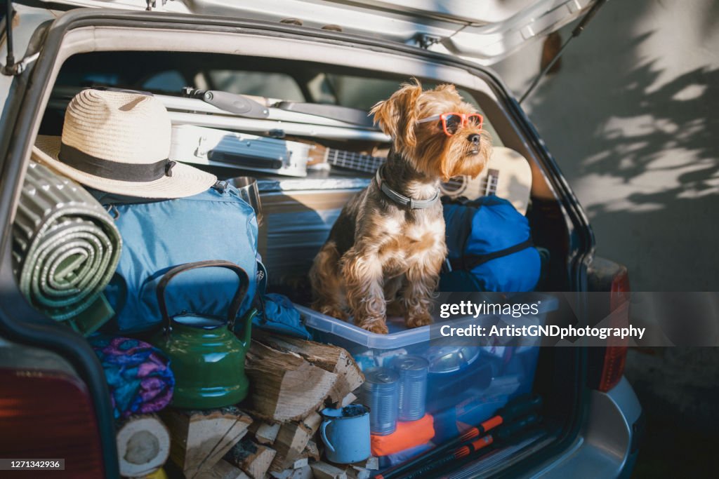 Lindo pequeño terrier perro que lleva gafas de sol en un tronco de coche completo listo para unas vacaciones