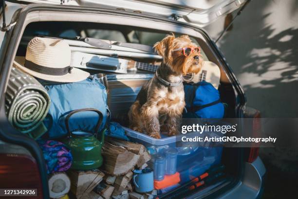 mignon petit terrier portant des lunettes de soleil dans un coffre de voiture complet prêt pour des vacances - car camping tent photos et images de collection