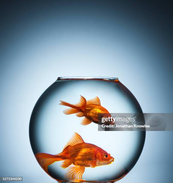 two goldfish in fishbowl - goldfish bowl stock pictures, royalty-free photos & images