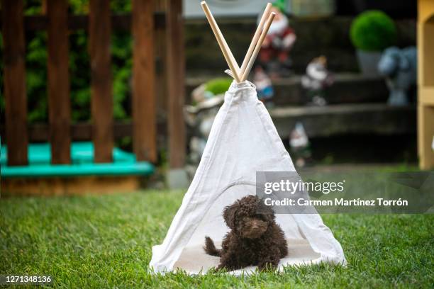cute brown toy poodle puppy resting inside a teepee tent - teepee stock pictures, royalty-free photos & images