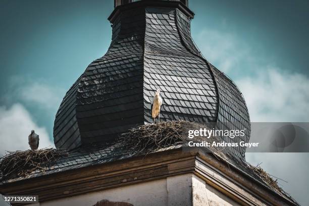 störche auf kirchturm - störche stock pictures, royalty-free photos & images