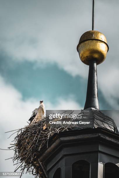 störche auf kirchturm - störche stock pictures, royalty-free photos & images