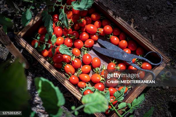 cherry tomatoes harvest on a wooden box at mediterranean home farm - cherry tomato stock pictures, royalty-free photos & images