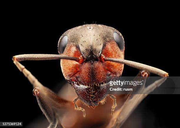 red ant under microscope portrait, isolated on black background - insect mandible stock pictures, royalty-free photos & images