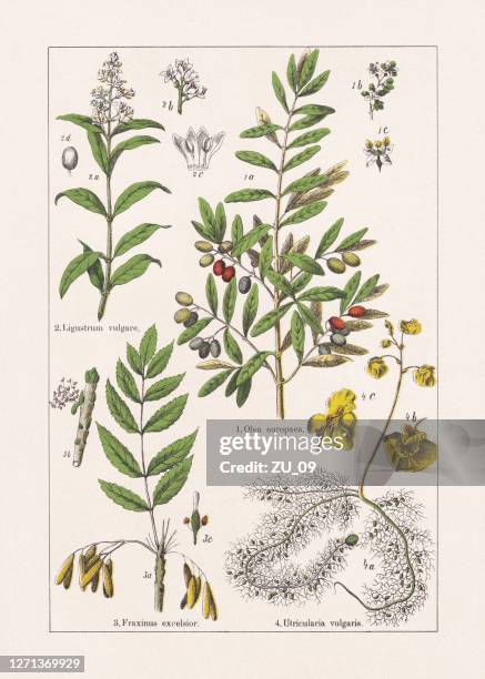 magnoliids, asterids, chromolithograph, published in 1895 - ash tree stock illustrations