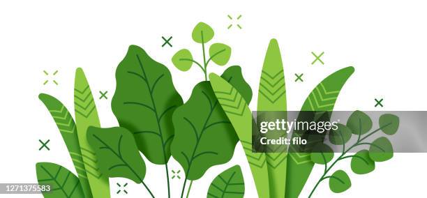 ilustraciones, imágenes clip art, dibujos animados e iconos de stock de ilustración de stock moderno de fondo moderno de planta tropical y crecimiento de follaje - environnement