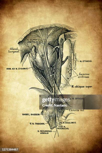 ilustrações, clipart, desenhos animados e ícones de o primeiro ramo (ramus oftalmológico) do nervo trigêmeo - nervo ótico
