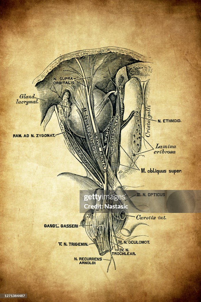 The first branch (ramus ophthalmicus) of the trigeminal nerve