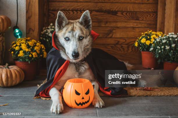 halloween vampir hund - pet clothing stock-fotos und bilder