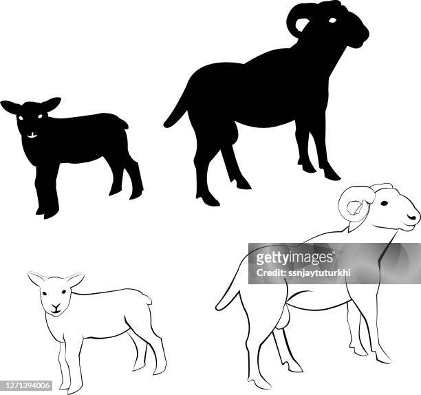sheep, - sheep walking stock illustrations