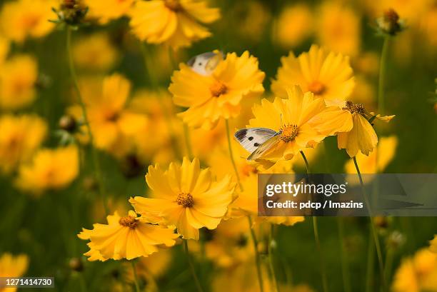 coreopsis (tickseed) - garden coreopsis flowers stock pictures, royalty-free photos & images