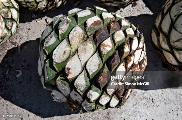 harvested blue agave (agave tequilana) piña or hearts ready to be roasted in industrial ovens to begin the process of making tequila - état de jalisco photos et images de collection