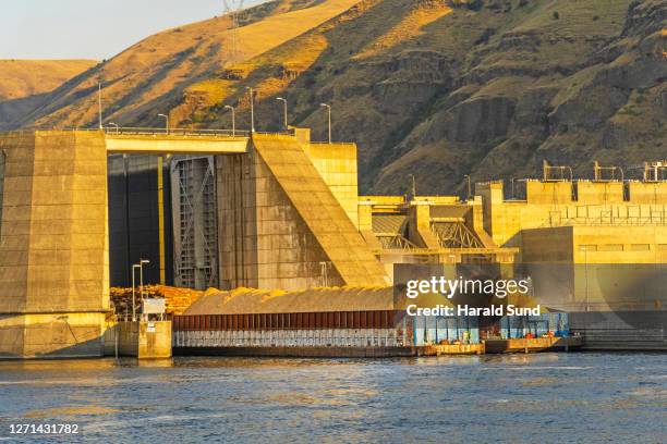 lower granite dam on the snake river with a river barge exiting the canal lock transporting logs and wheat grain. - snake river stock-fotos und bilder
