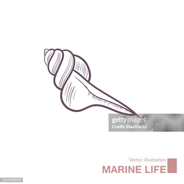 vector drawing of marine life. - conch shell stock illustrations
