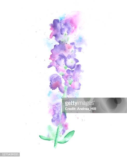 lavender watercolor painting. raster illustration - lavender stock illustrations