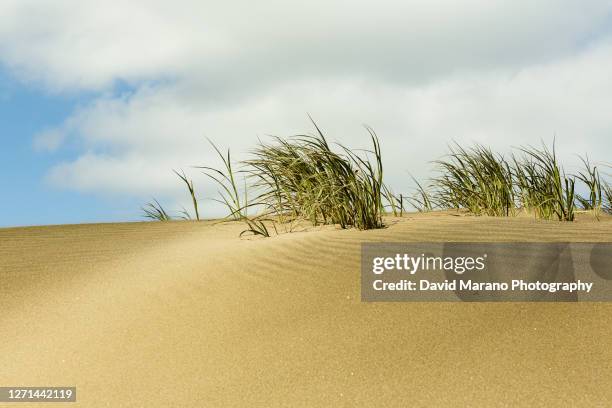 sand textures - marram grass stock pictures, royalty-free photos & images