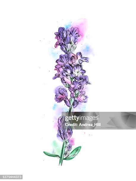 lavender ink and wash illustration. vector eps10 illustration - lavender flowers stock illustrations