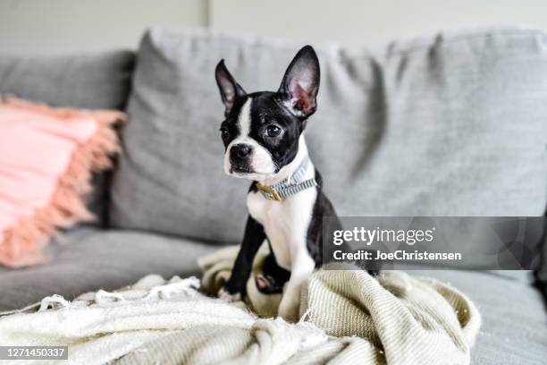 boston terriër puppy met grote oren binnen op couch - boston terrier stockfoto's en -beelden