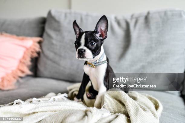 boston terrier puppy with big ears indoors on couch - collar stock pictures, royalty-free photos & images