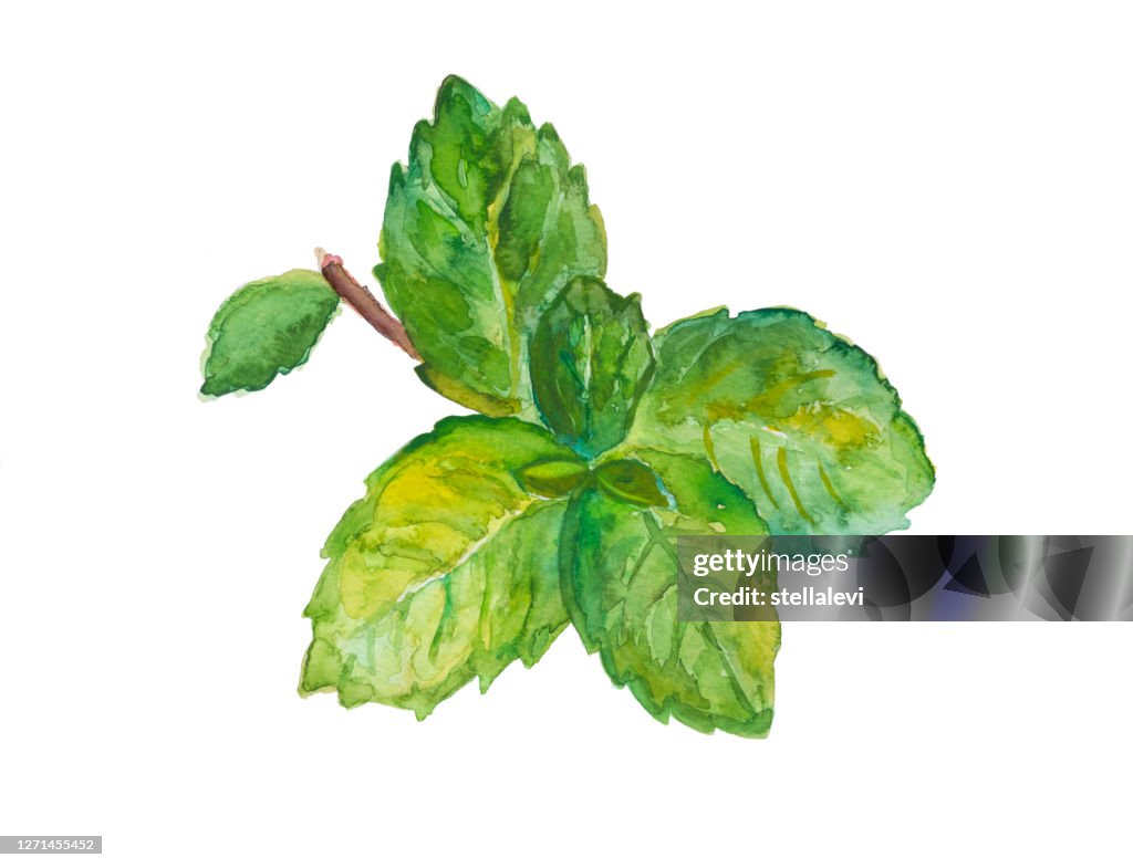 Mint Leaves - watercolor painting isolated on white