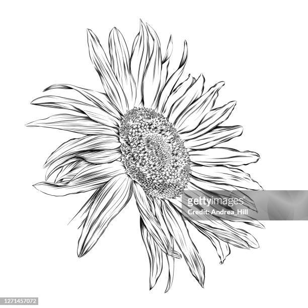 sunflower vector ink drawing. eps10 illustration - sunflower stock illustrations
