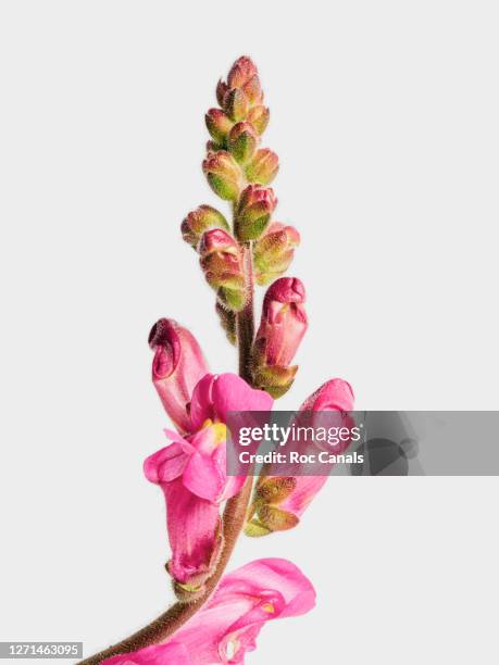 snapdragon - snapdragon stock pictures, royalty-free photos & images