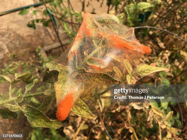 red spider mite infestation on tomato plant (tetranychus urticae) - red spider mite stockfoto's en -beelden