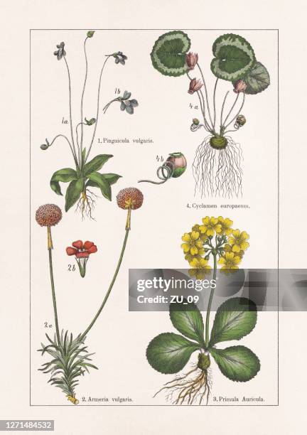 magnoliids, asterids, chromolithograph, published in 1895 - carnivorous plant stock illustrations