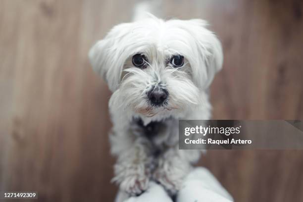 maltese dog - dog looking at camera stock pictures, royalty-free photos & images