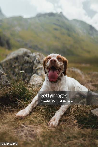 breton spaniel in the mountain - springerspaniël stockfoto's en -beelden