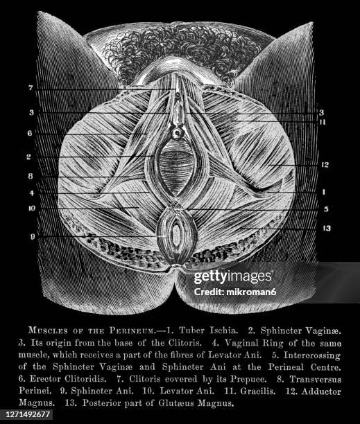 old engraved illustration of muscles of the woman's perineum - vulva stock pictures, royalty-free photos & images