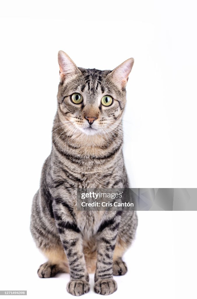 Tabby cat looking at camera on white background