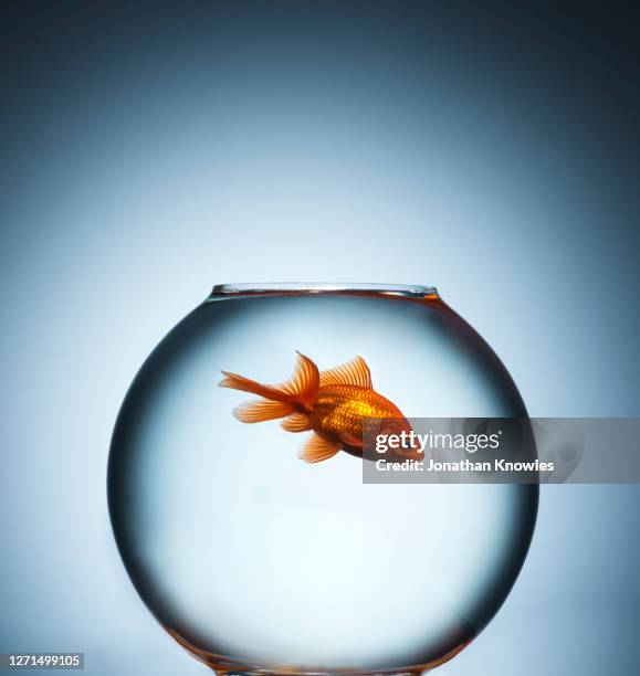 goldfish in bowl - blue bowl stockfoto's en -beelden