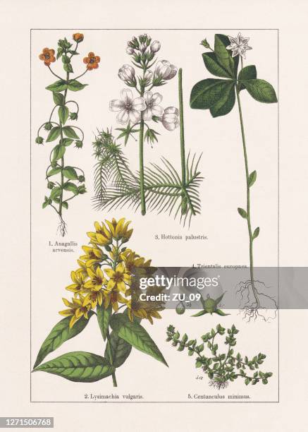 magnoliiden, primulaceae, chromolithograph, veröffentlicht 1895 - rote liste der iucn stock-grafiken, -clipart, -cartoons und -symbole