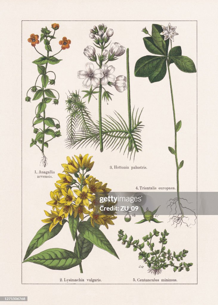 Magnoliids, Primulaceae, chromolithograph, published in 1895