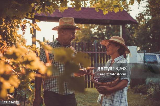 coppia vivace che trascorre i loro anni d'oro raccogliendo uva fresca - 60 69 years foto e immagini stock
