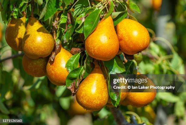 brogdale, faversham, kent 23 august 2009. close up view of ripe pears (pyrus communis) hanging from the tree. - pear tree stock pictures, royalty-free photos & images