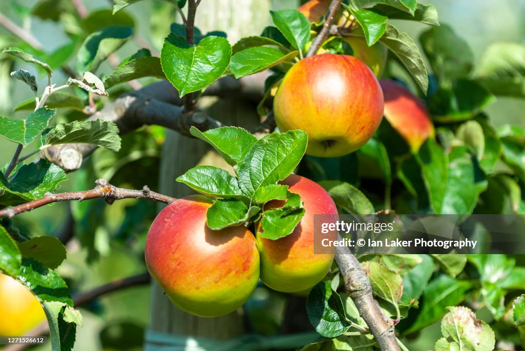 Brogdale, Faversham, Kent 23 August 2009. Close up view of ripe apples (Malus domestica) hanging from the tree.