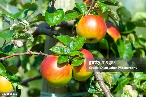 brogdale, faversham, kent 23 august 2009. close up view of ripe apples (malus domestica) hanging from the tree. - ripe stock pictures, royalty-free photos & images