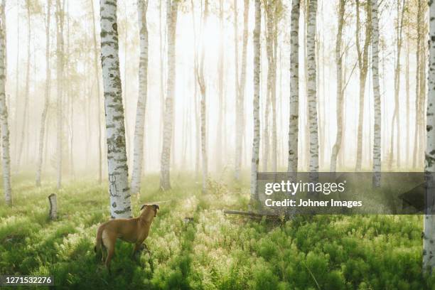 dog in birch forest - berk stockfoto's en -beelden