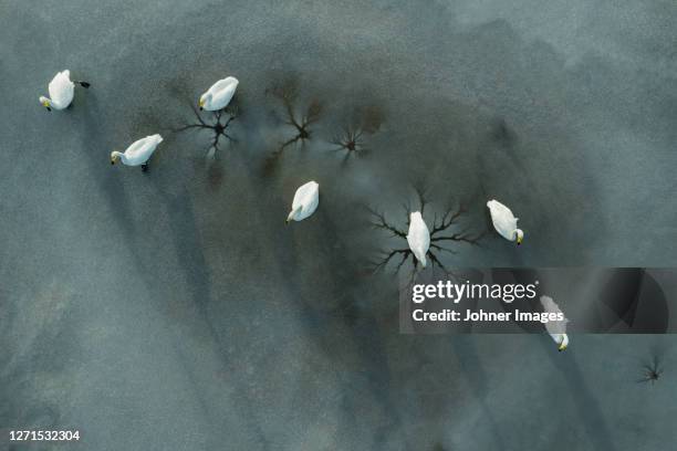 view of water birds - whooper swan stock-fotos und bilder