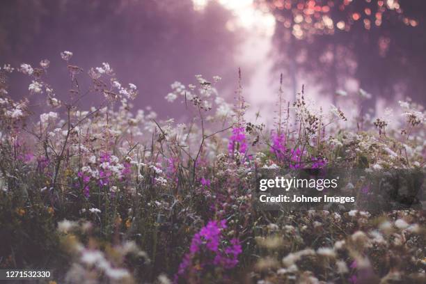 view of blooming wildflowers - summer meadow stock pictures, royalty-free photos & images