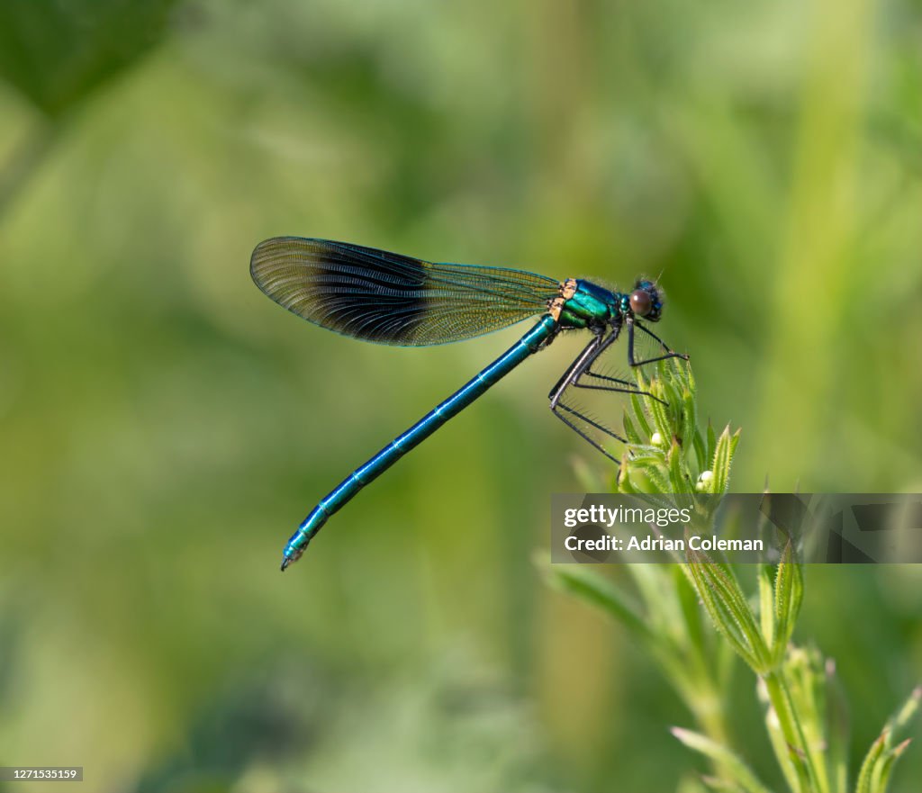 Man Banded Demoiselle