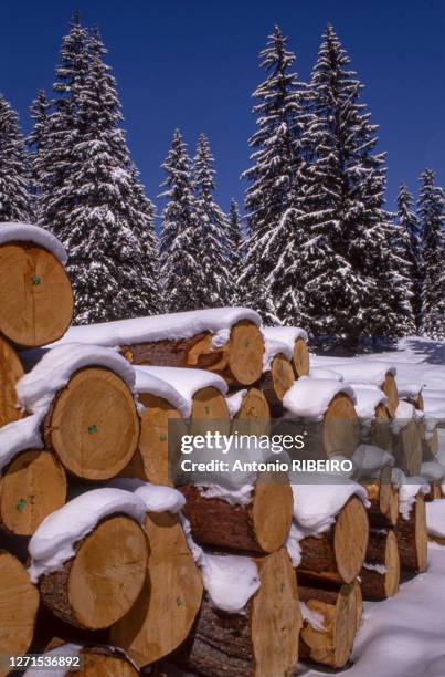 Tas de bois sous la neige à Klosters-Serneus, le 30 mars 1993, Suisse.