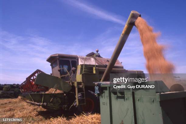 Moissonneuse-batteuse récoltant le blé dans un champ en août 1993, en France.