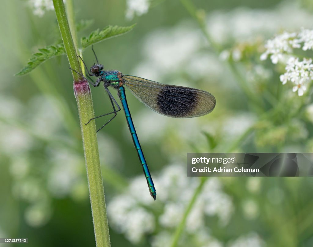 Male Banded Demoiselle
